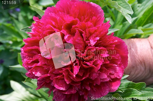 Image of Peony flower