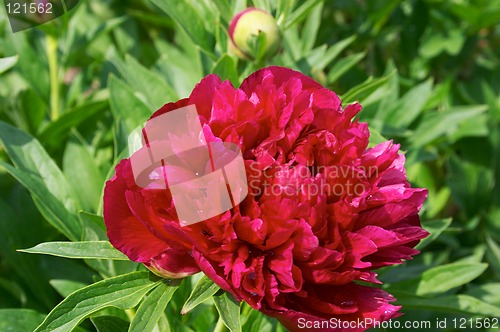 Image of Peony flower