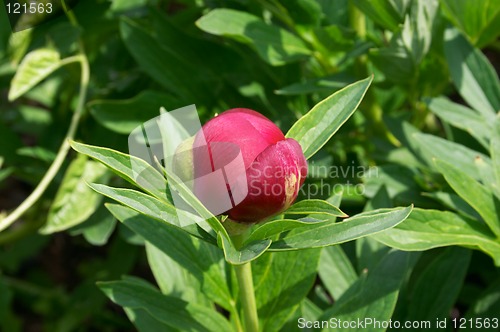 Image of Peony bud