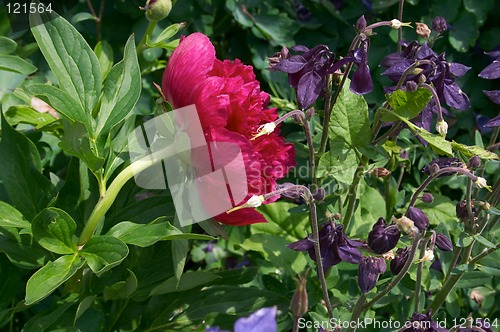 Image of Peony flower