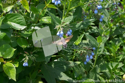 Image of Butterfly as humming-bird