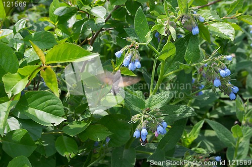 Image of Butterfly as humming-bird