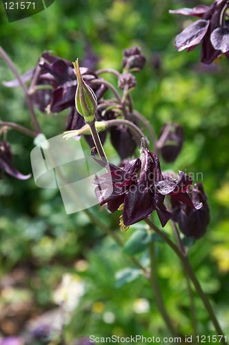 Image of Aquilegia flowers