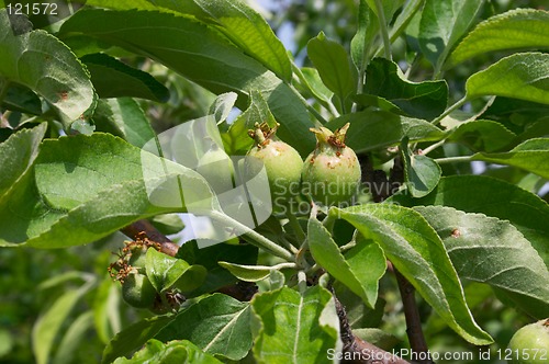 Image of Unripe apples