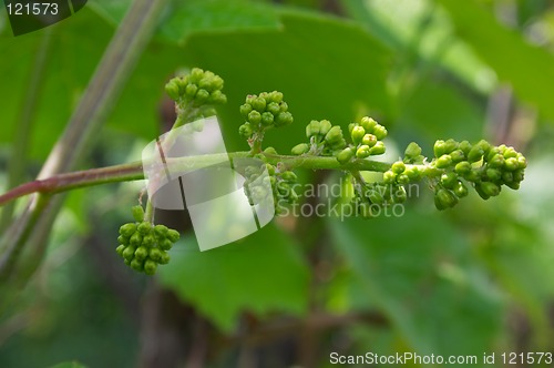 Image of Buds of vine