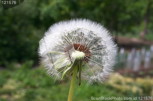 Image of Dandelion