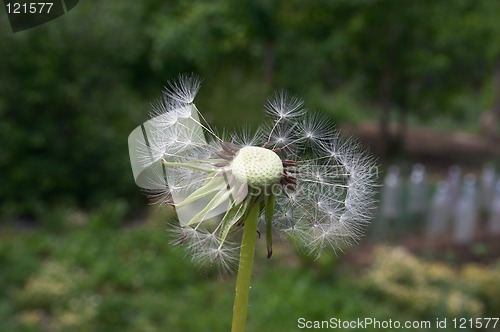 Image of Dandelion