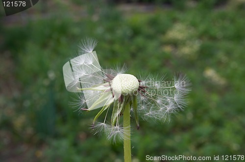 Image of Dandelion