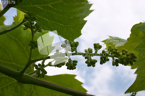 Image of Buds of vine