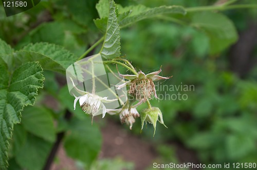 Image of Blooming raspberries