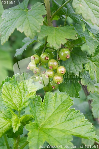 Image of Green berries of red currant