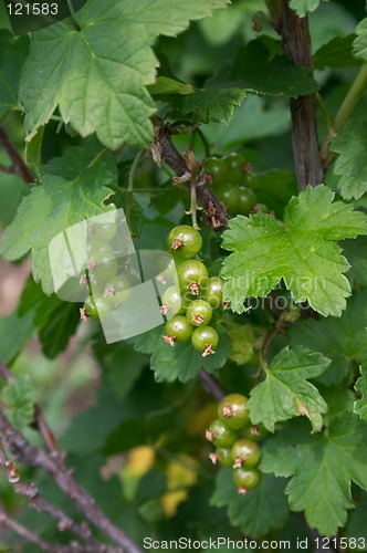 Image of Green berries of red currant