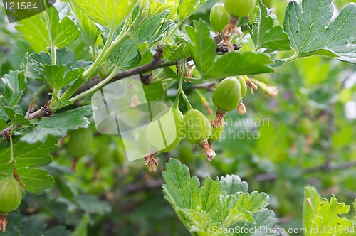 Image of Gooseberries