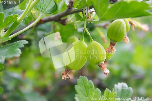 Image of Gooseberries