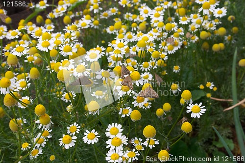 Image of Camomile meadow