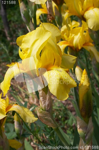 Image of Flower of Iris
