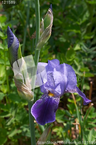 Image of Flower of Iris