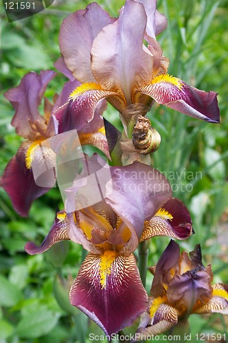 Image of Flower of Iris