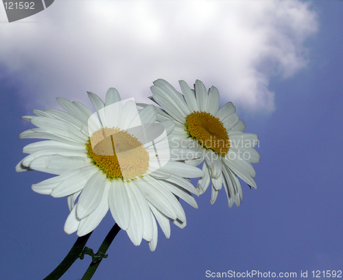 Image of Daisy flowers