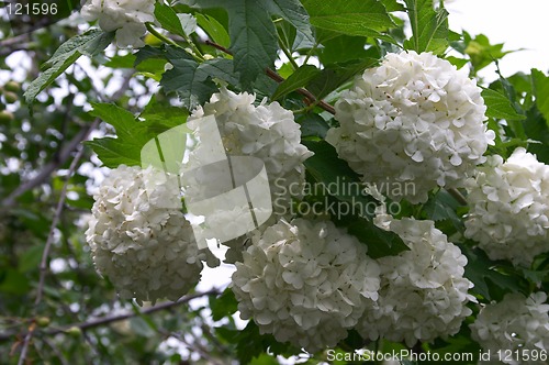 Image of Snowball tree