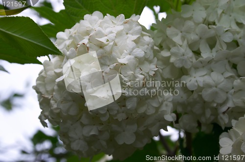 Image of Snowball tree