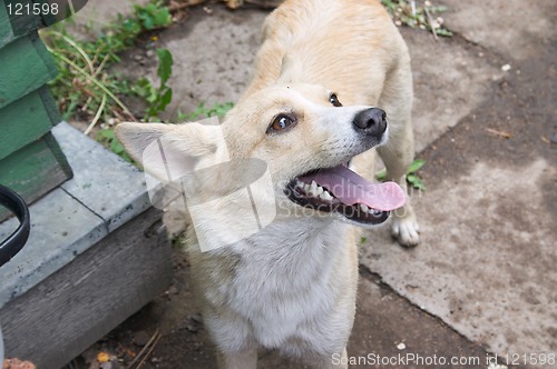Image of Smiling dog
