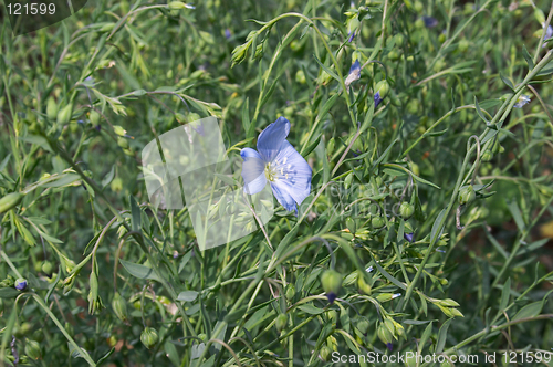 Image of Flower of decorative flax