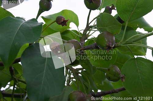 Image of Unripe pears