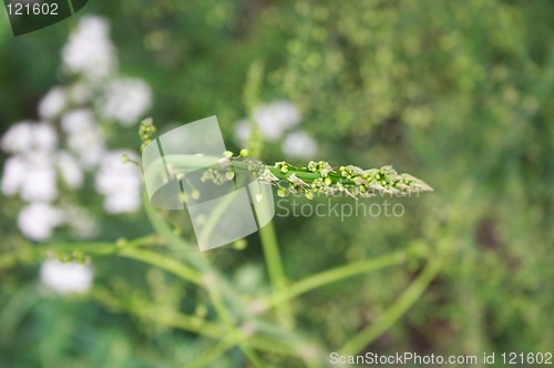 Image of Asparagus