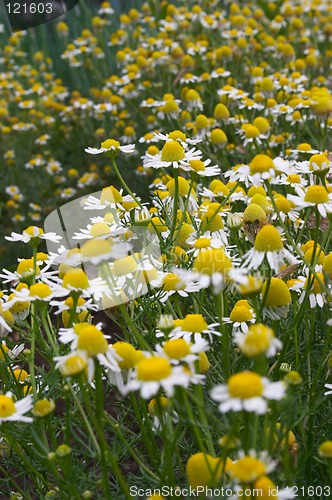 Image of Camomile meadow