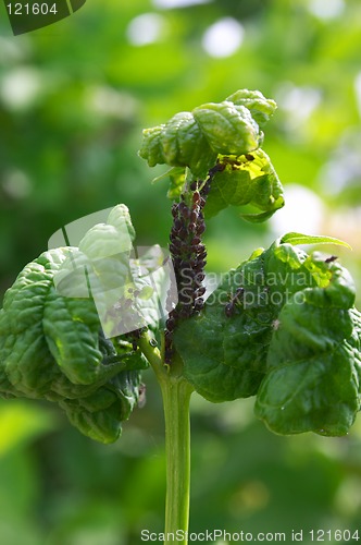 Image of Plant-louse
