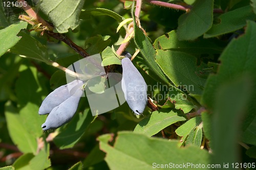 Image of Berries of honeysuckle