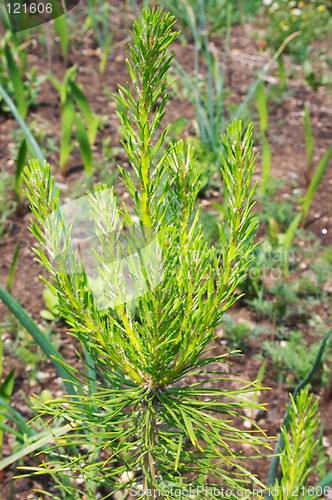 Image of Sprout of pine-tree