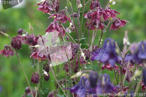 Image of Aquilegia flowers