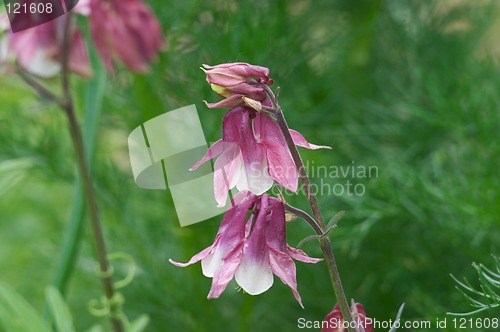 Image of Aquilegia flowers