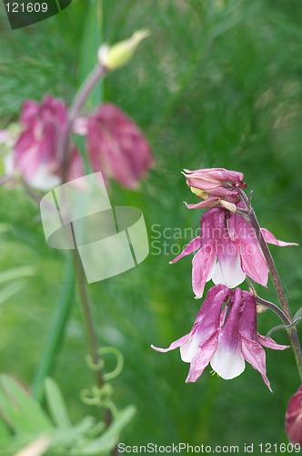 Image of Aquilegia flowers