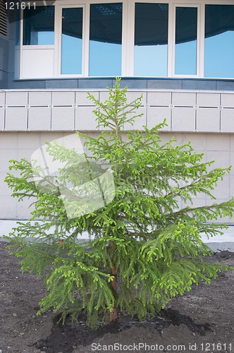 Image of Fir