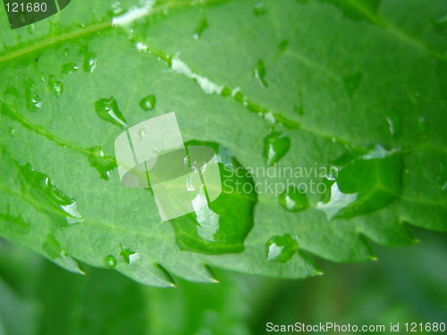 Image of Wet leaf