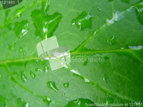 Image of Wet leaf