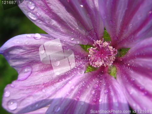 Image of Flower