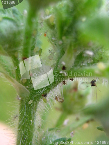 Image of Bugs attaking a plant