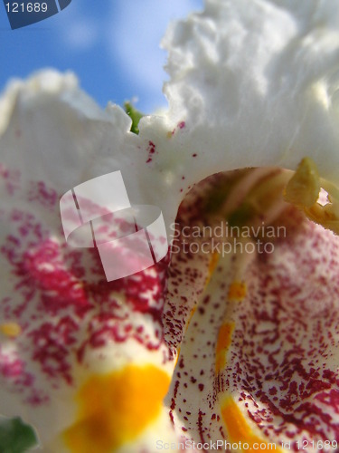 Image of Flower