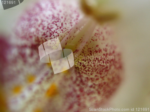 Image of Flower