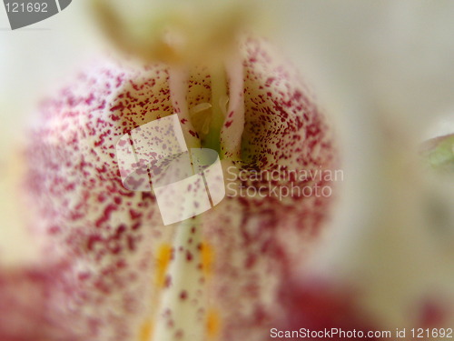 Image of Flower
