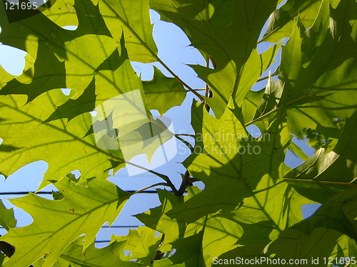 Image of Under a tree