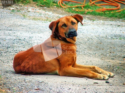 Image of dog in a farm