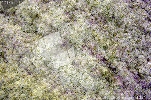 Image of Sweet Alyssum (Lobularia maritima) flowers, multiple exposure with 12MP camera.