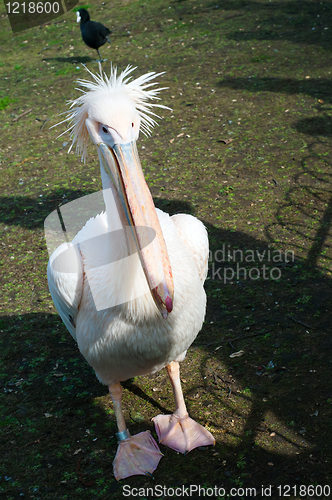 Image of Pink pelican on brown ground