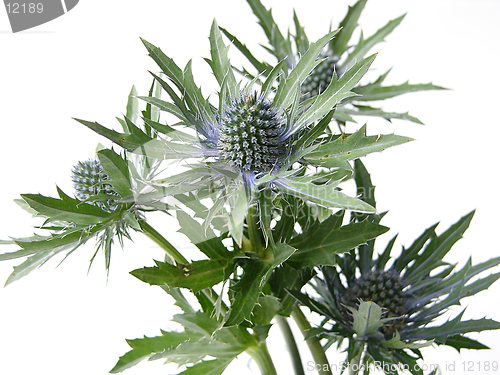 Image of Thistles