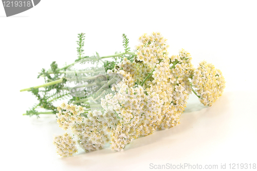 Image of Yarrow